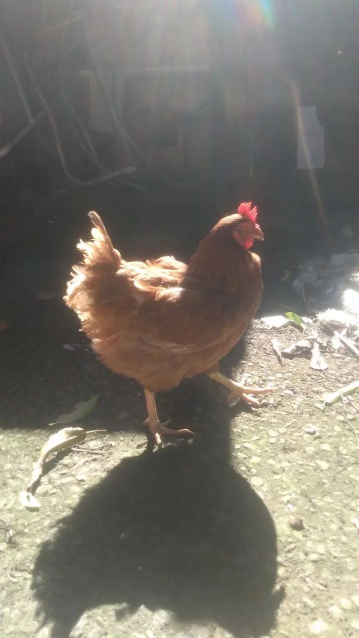 Galo e galinha  - Foto 2