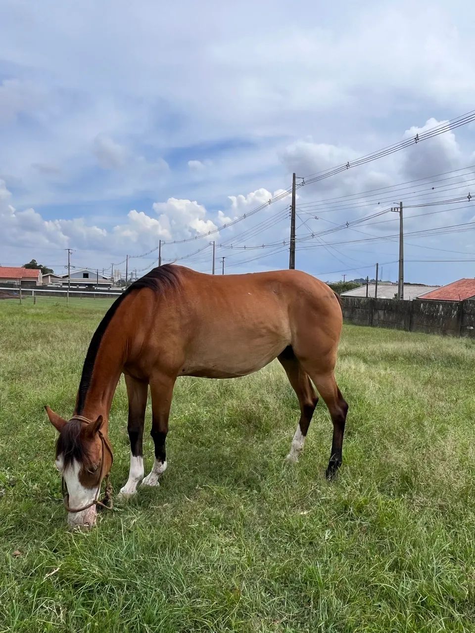 Égua crioula  - Foto 3