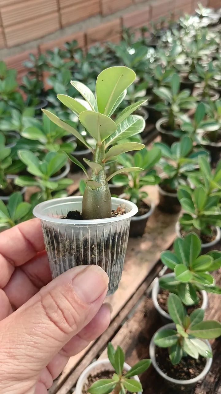 Rosa do deserto 