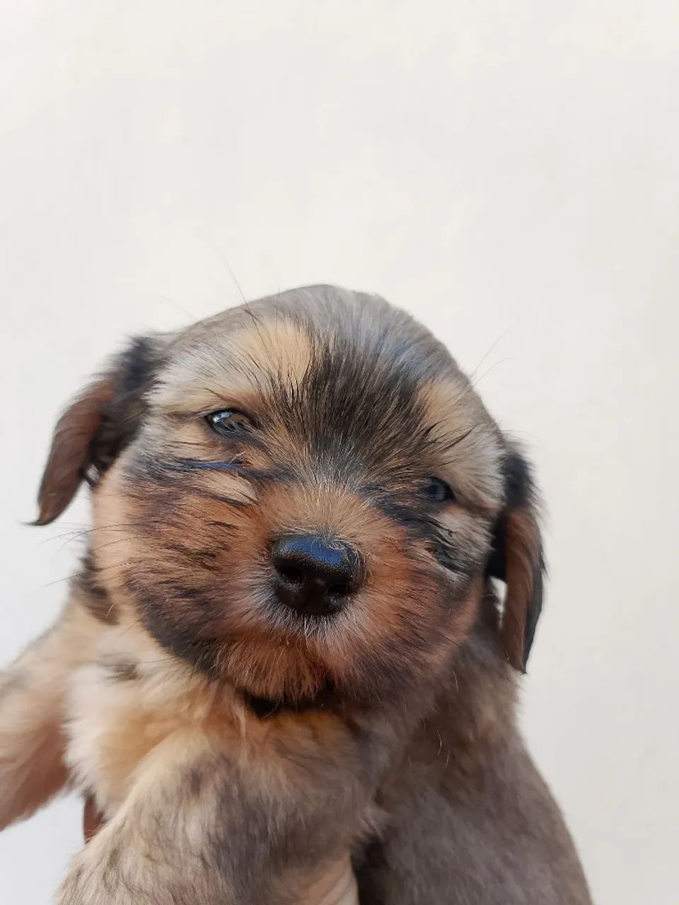 Cachorro  - Foto 5