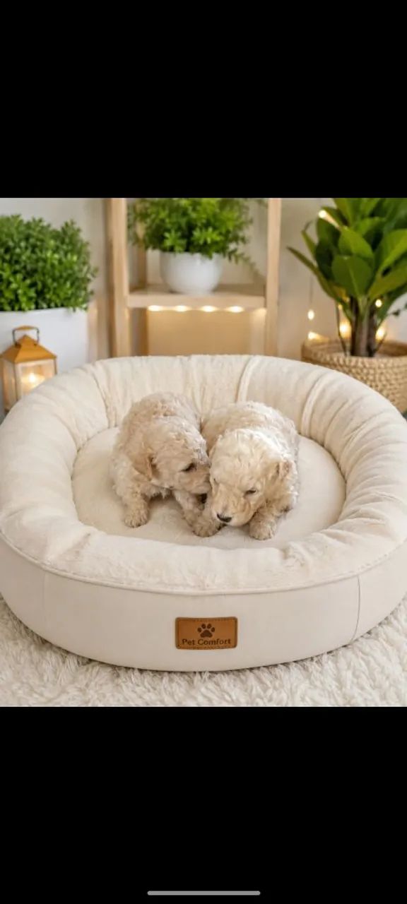 Filhotes de poodle toy e Macho