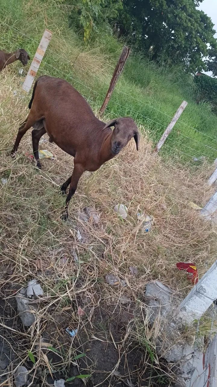 Carneiro