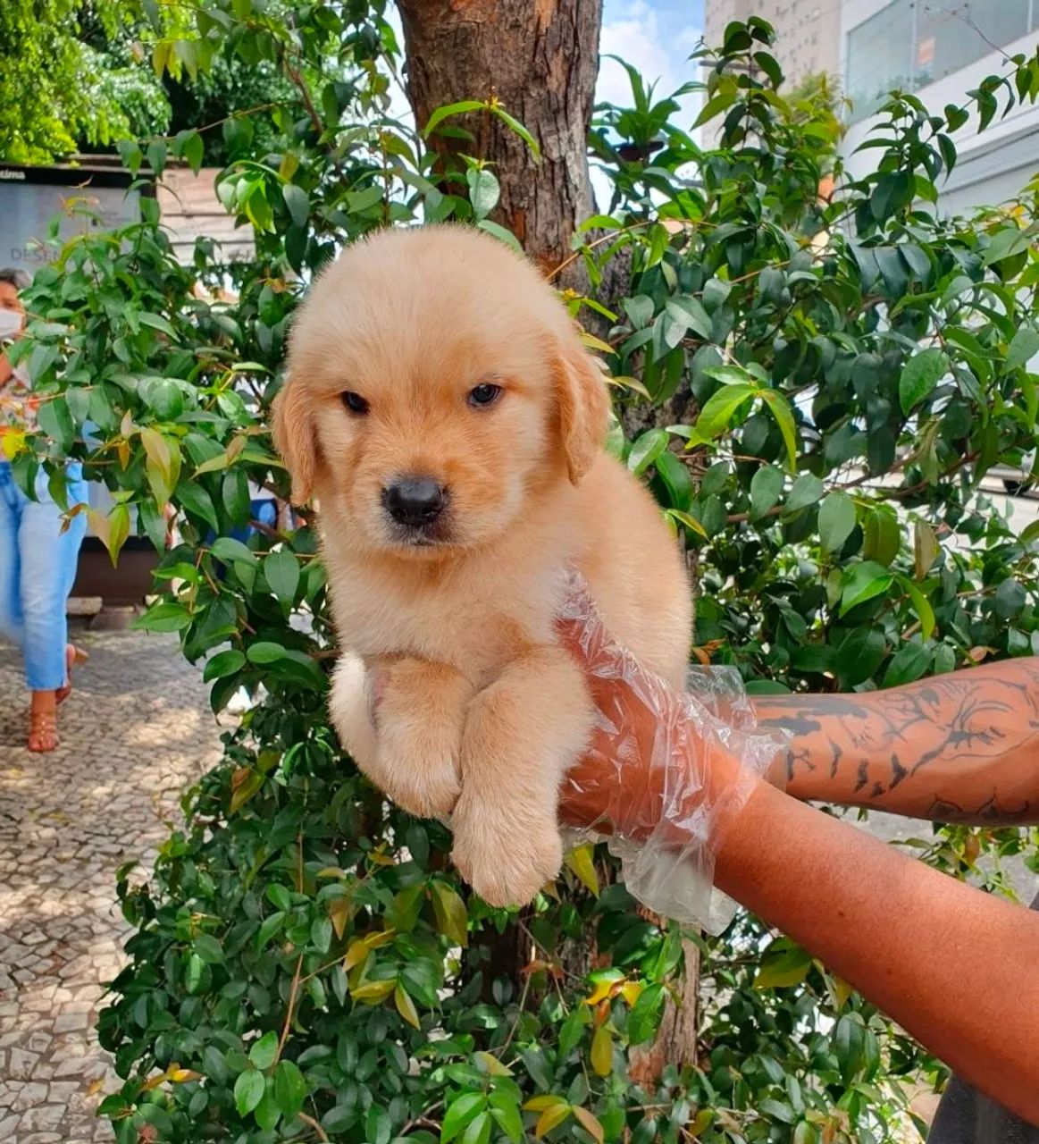 Golden Retriever lindos