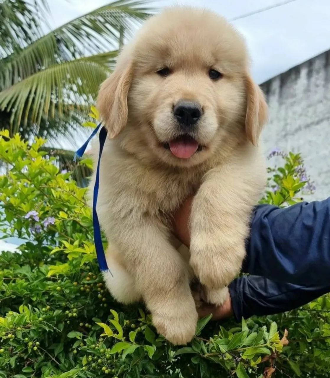 Golden retriever fofuxo - Foto 3