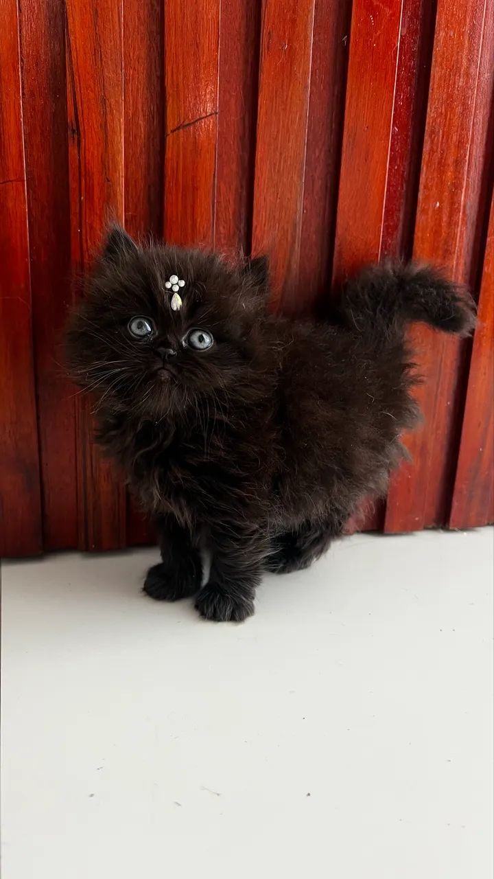 Vendo Gatinha persa  - Foto 2