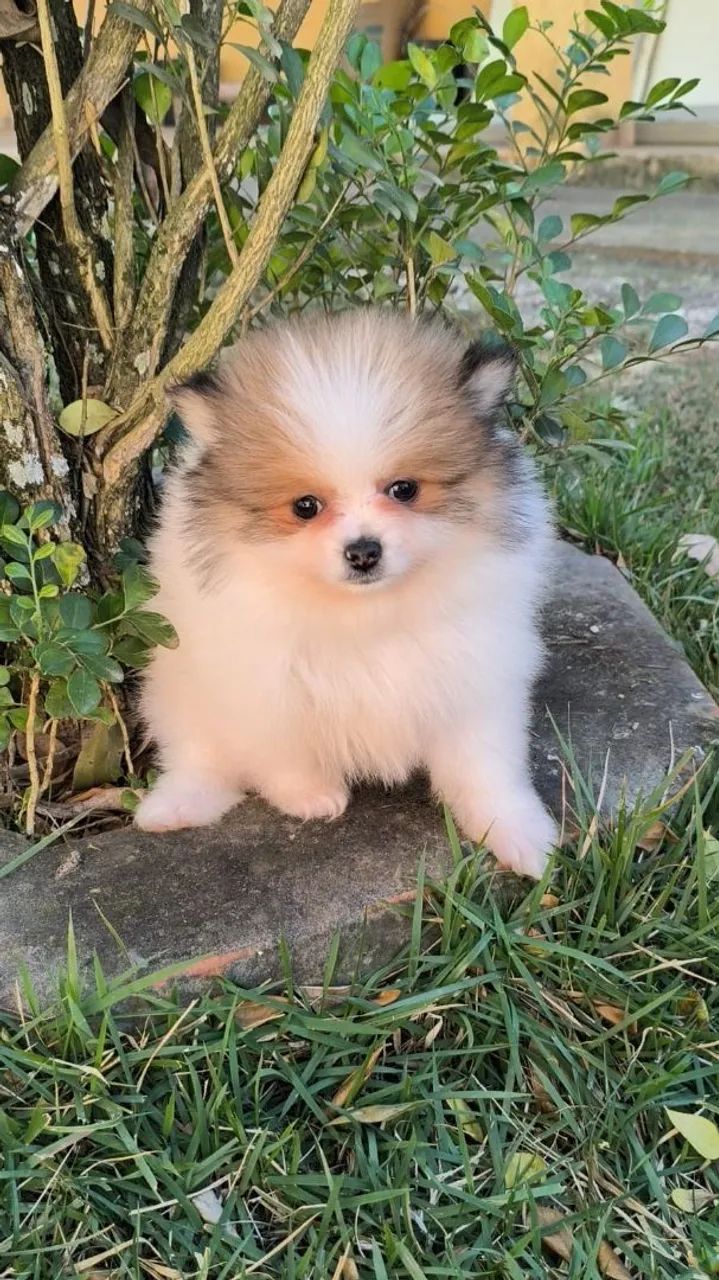 Spitz alemão  - Foto 3