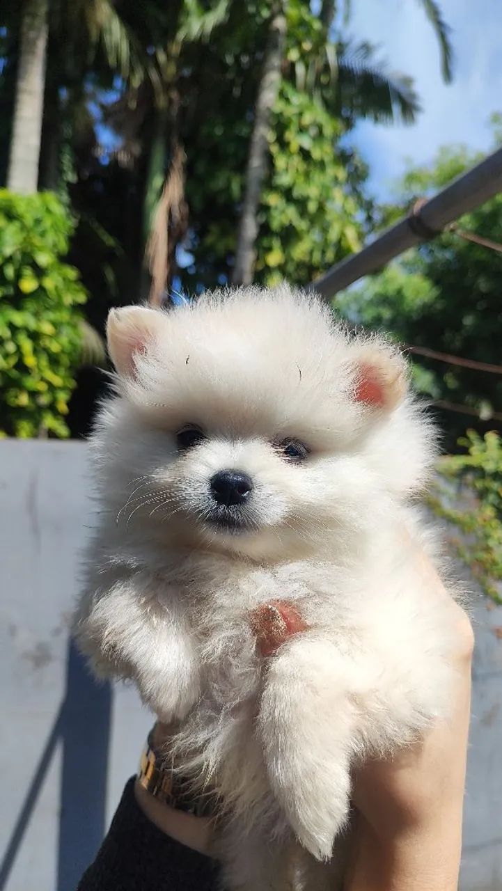 Spitz Alemão  - Foto 2