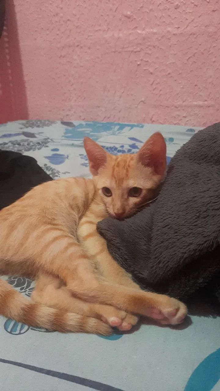 DOAÇÃO GATO - Foto 4