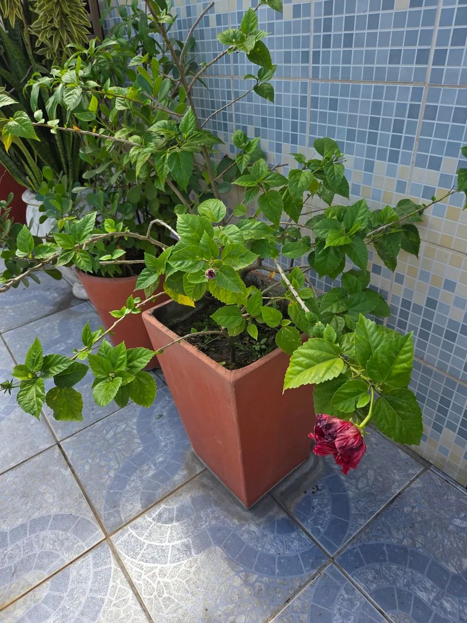 Caqueiros e plantas variadas  - Foto 5