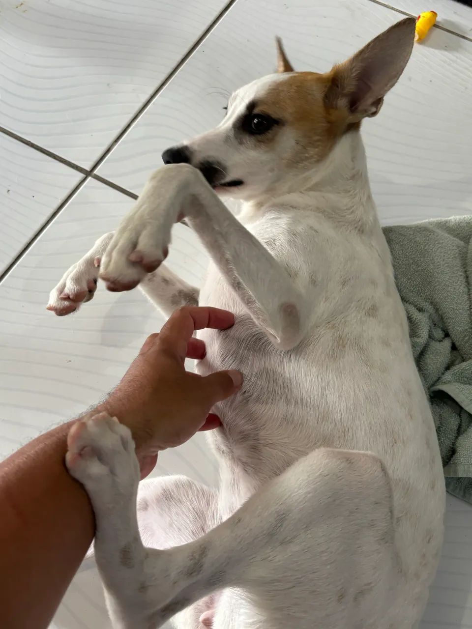 Cadela - Foto 2
