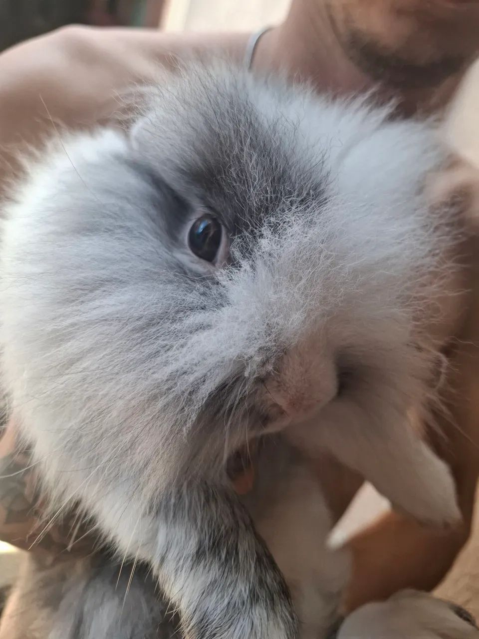 Vendo Coelho Lionhead