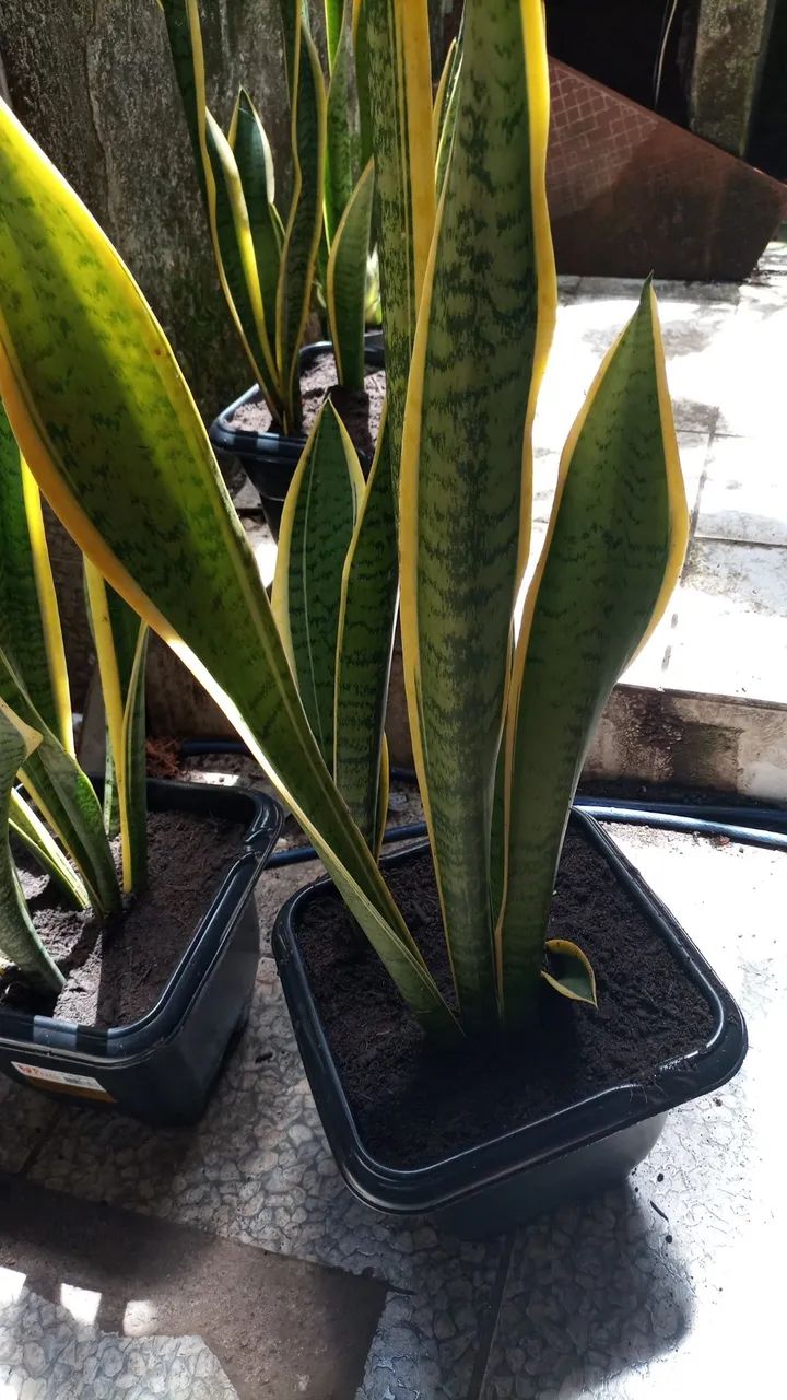 Espada de são jorge jarro com 3 mudas - Foto 3