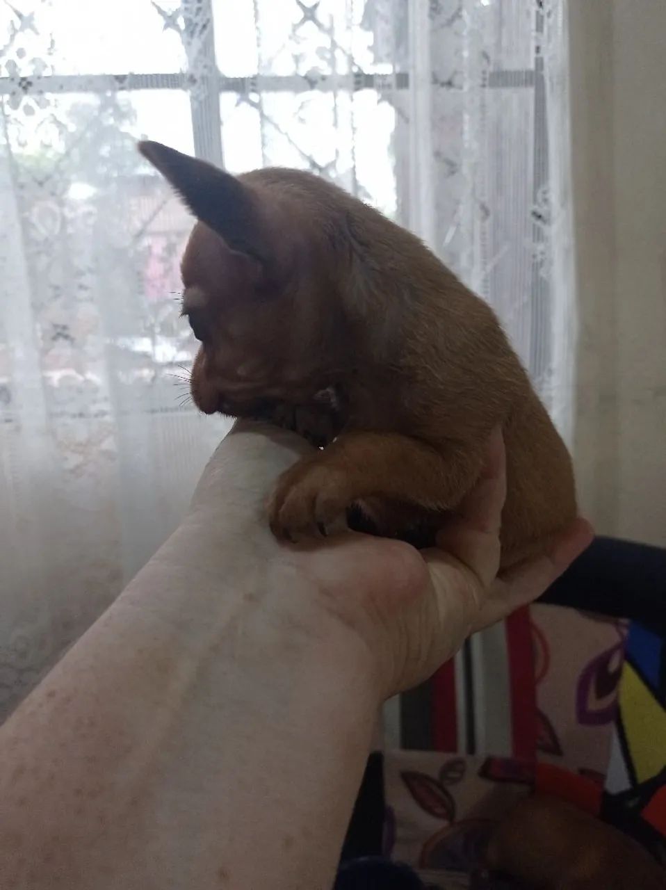 Pincher miniatura  - Foto 4