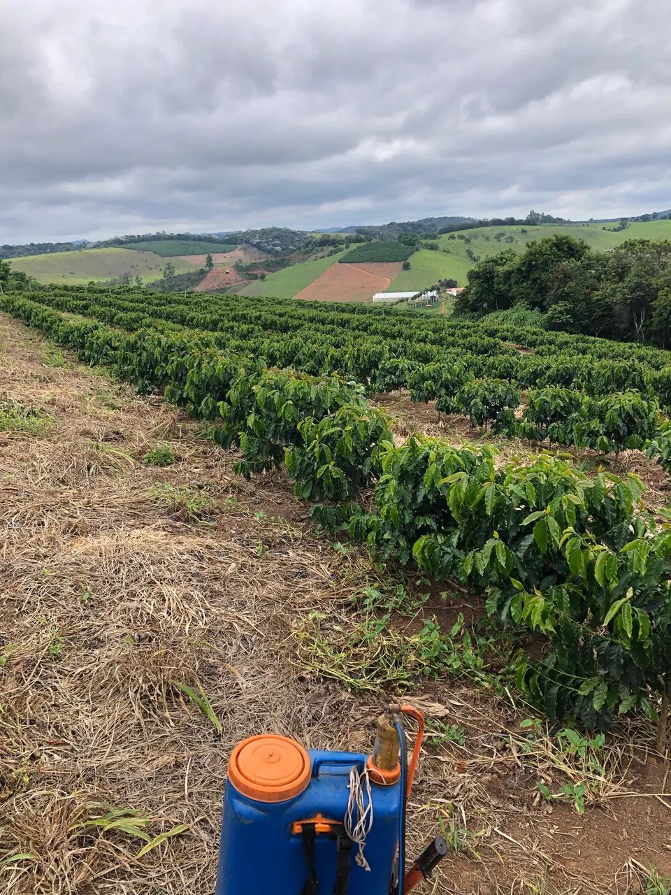 Foto - Viçosa - 