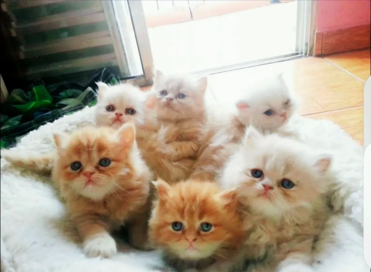 Gatos Persa Para Entrega Final Do Mês