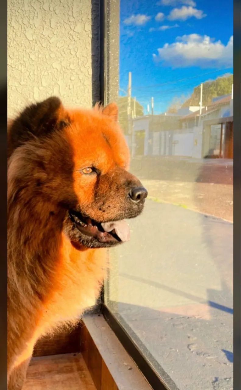 Chochow macho  - Foto 5