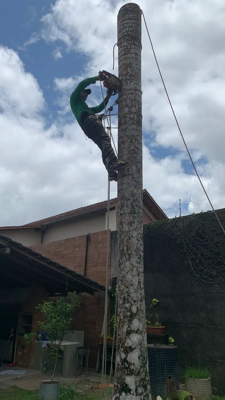 Podas de árvores  - Foto 5