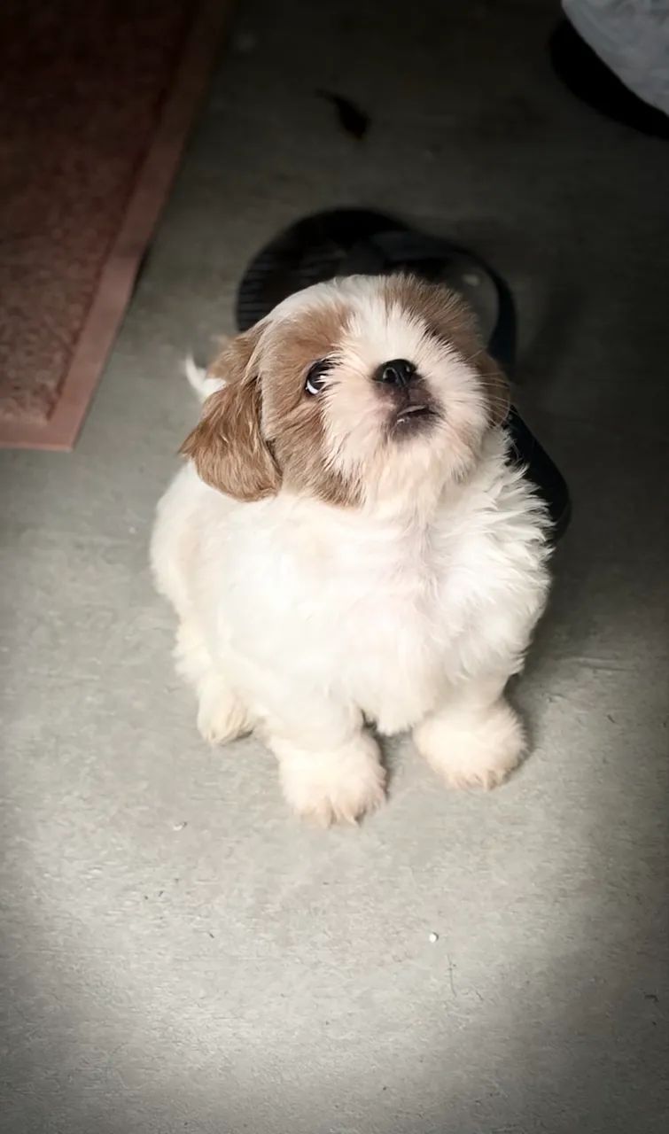 Filhotes de shihtzu macho - Foto 4