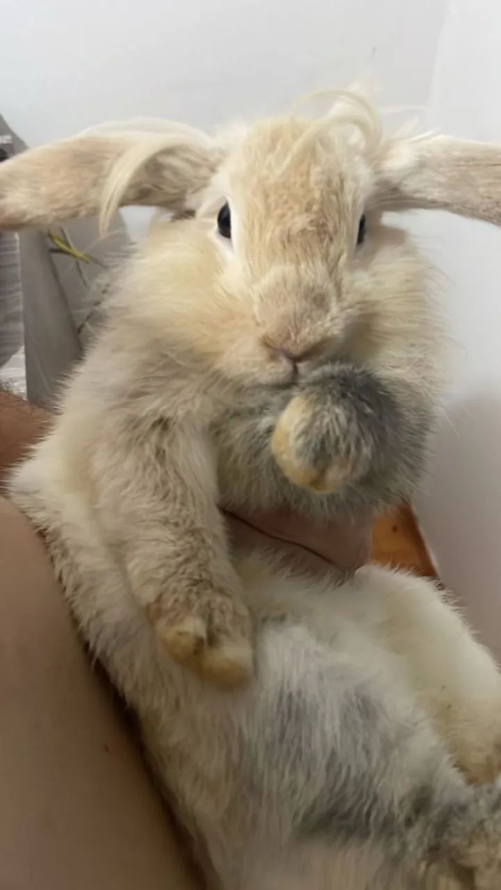 Doando coelho mini lop 