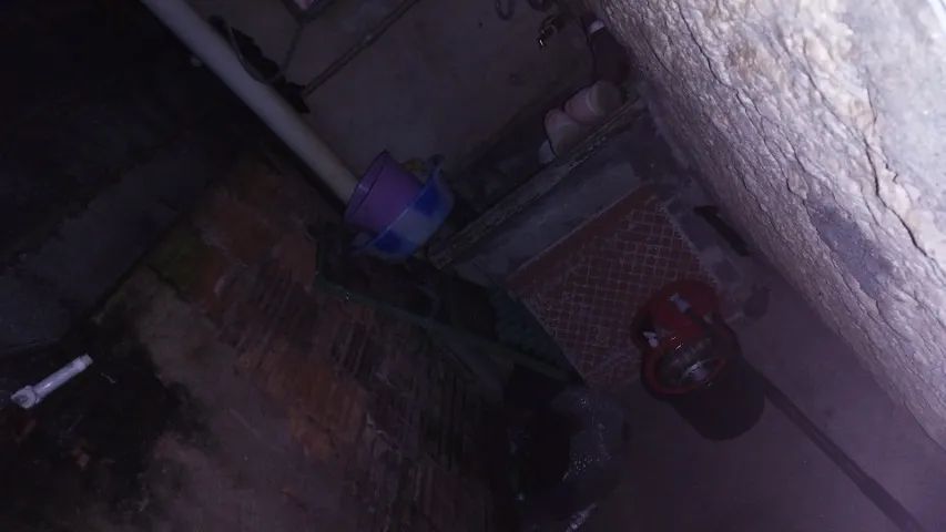 Gato
