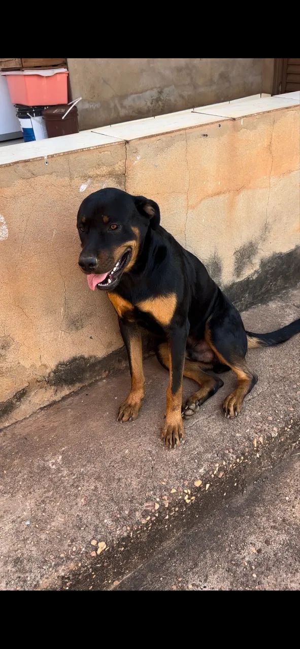 Cachorro  - Foto 3