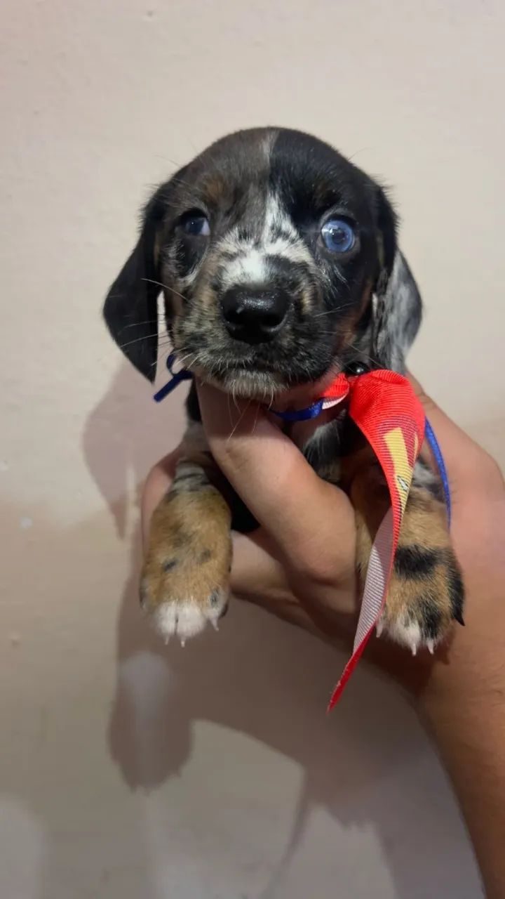 Dachshund Teckel - Pelagem Linda