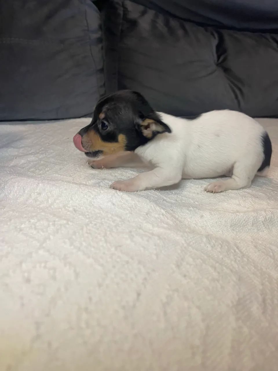 Filhote Pinscher - Foto 3