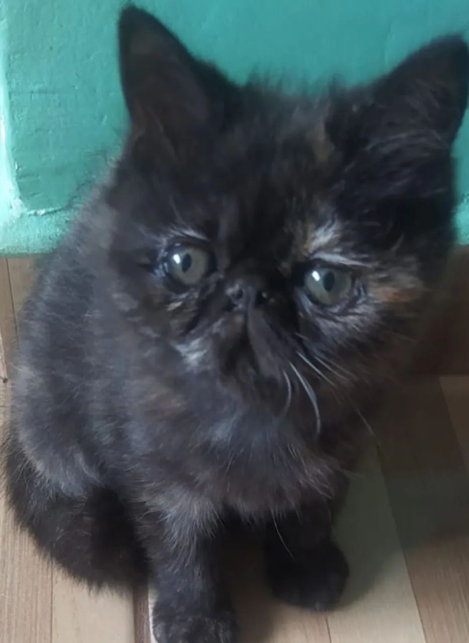 Linda filhote de gata persa femea exótica pelo curto pura.Parcelo.Entrego em Curitiba e rg