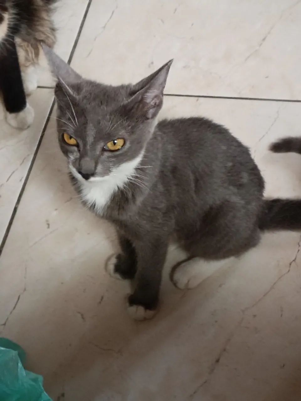 Gatinha cinza - Foto 3