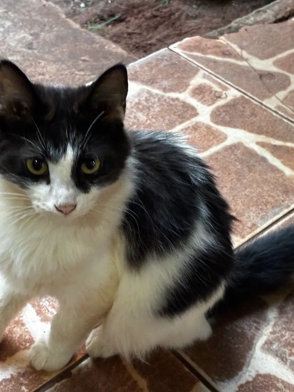 Lindos gatinhos para adoção  - Foto 2