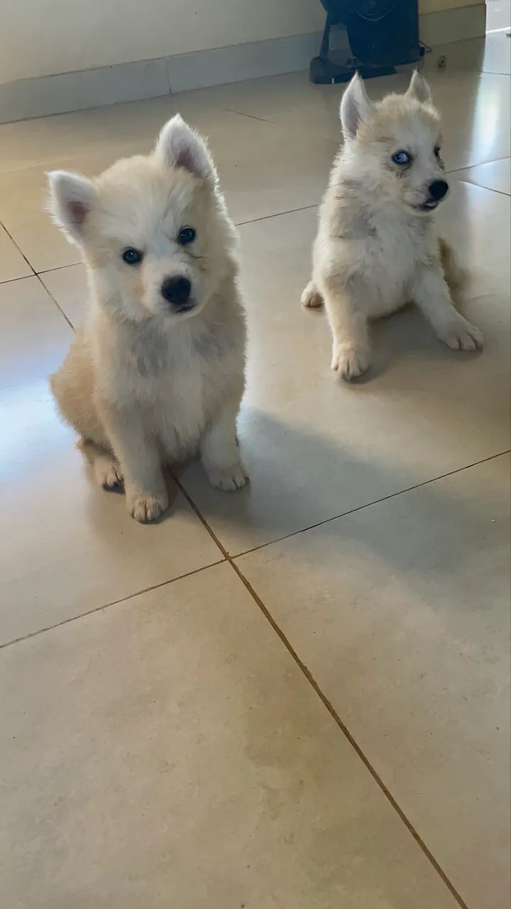 Husky siberiano  - Foto 3