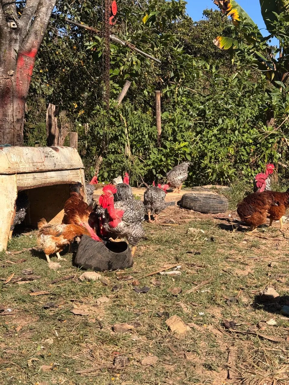 Galos caipiras - Foto 2