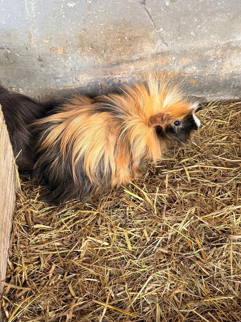 Porquinhos da índia diversas raças 50 cada machos e fêmeas  - Foto 3