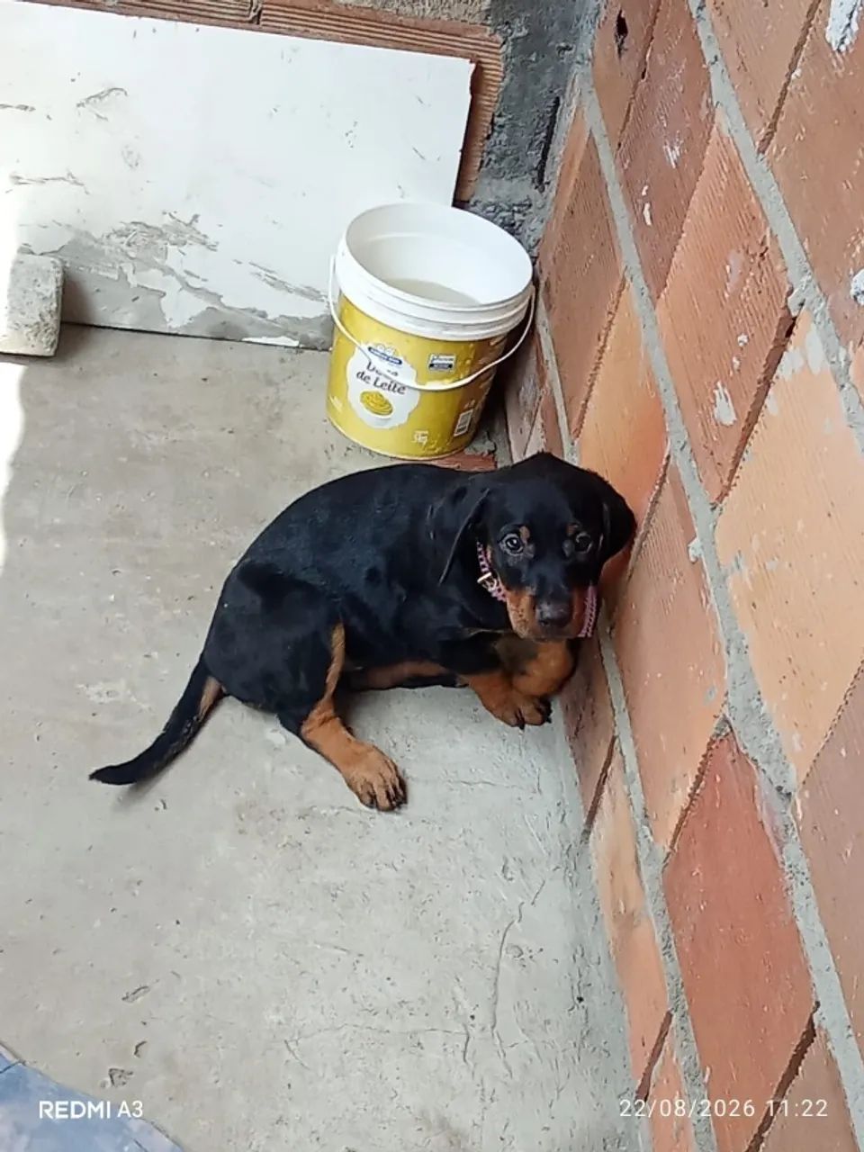 Cachorro Rottweiler