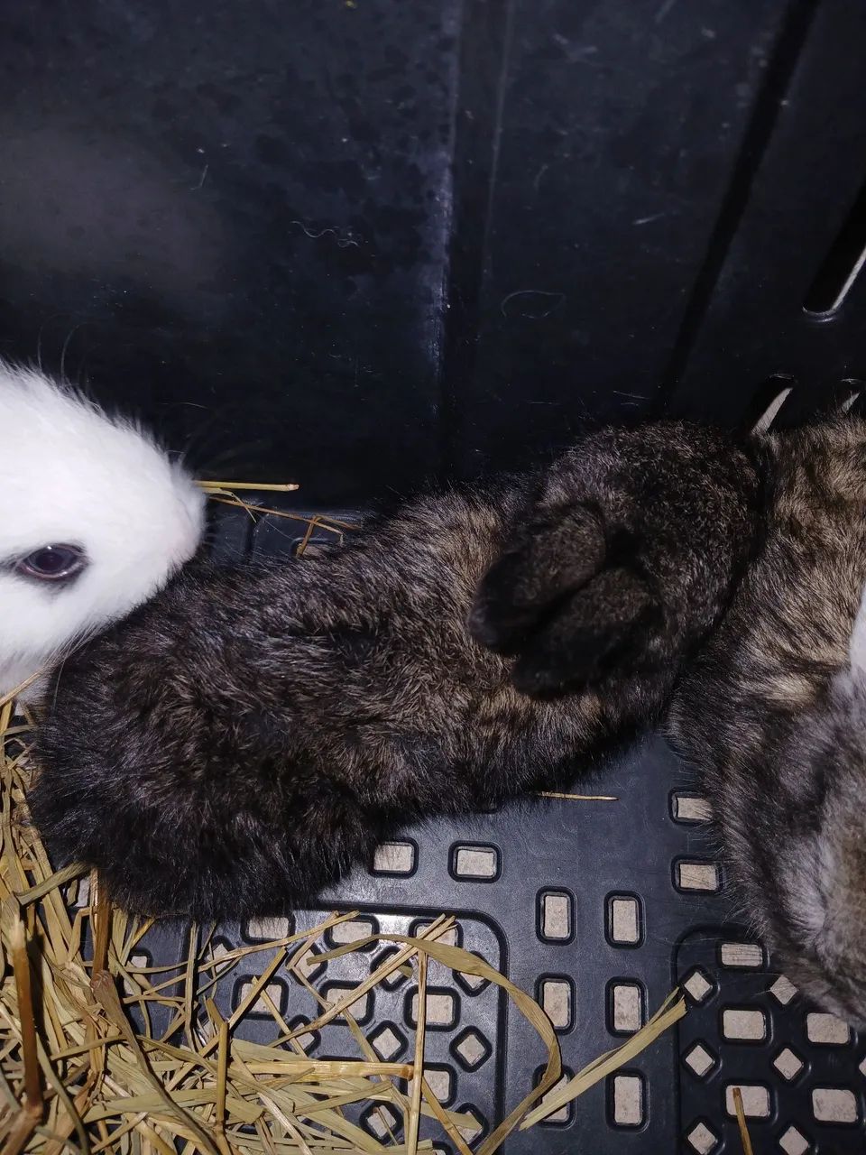 Coelhos - Foto 3