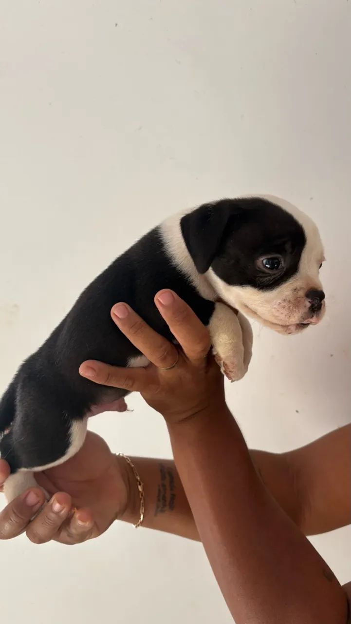 Cachorro - Foto 3