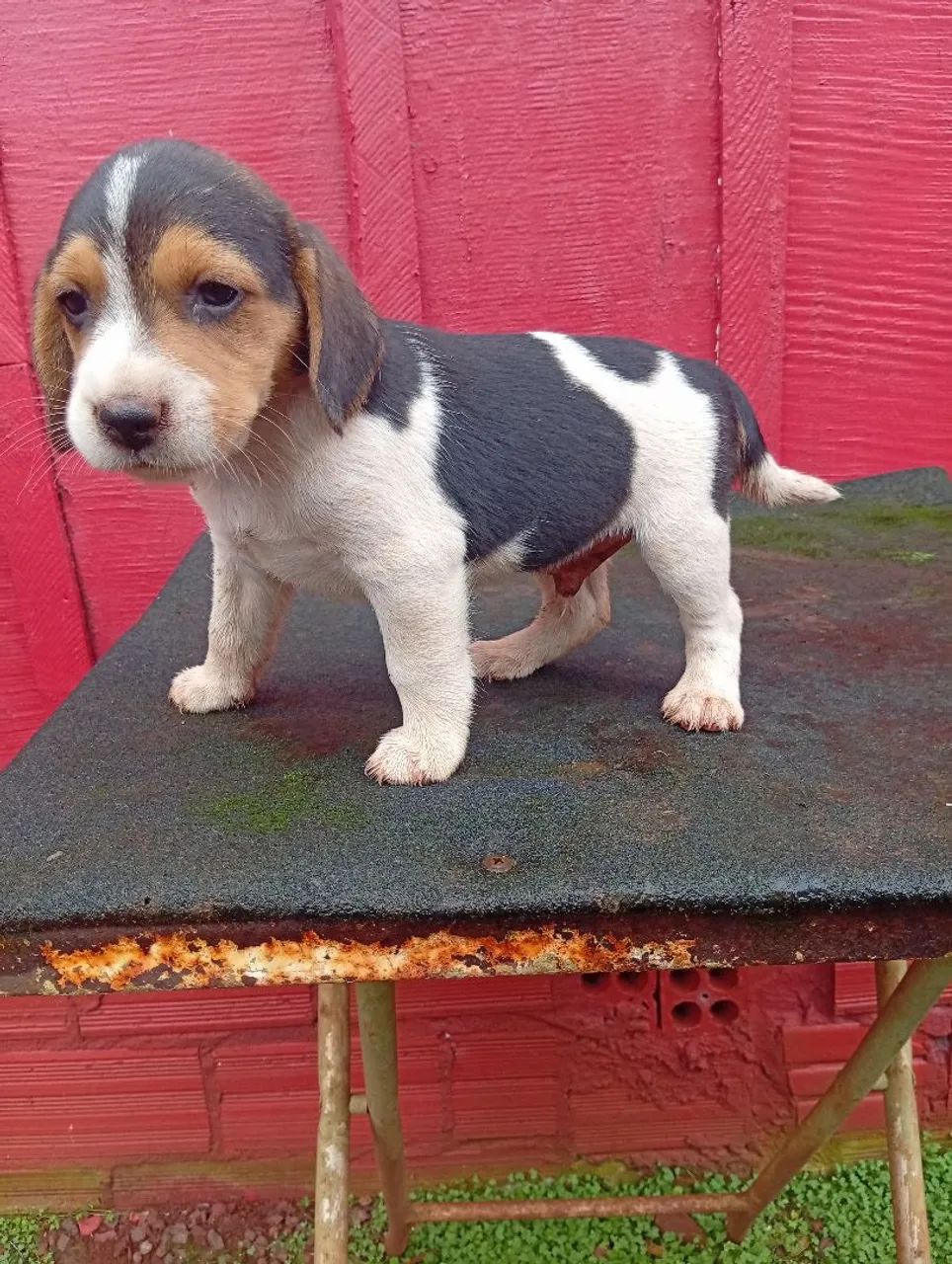 Beagle  - Foto 2