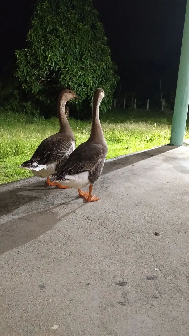 Casal de Ganso Toulouse  - Foto 2