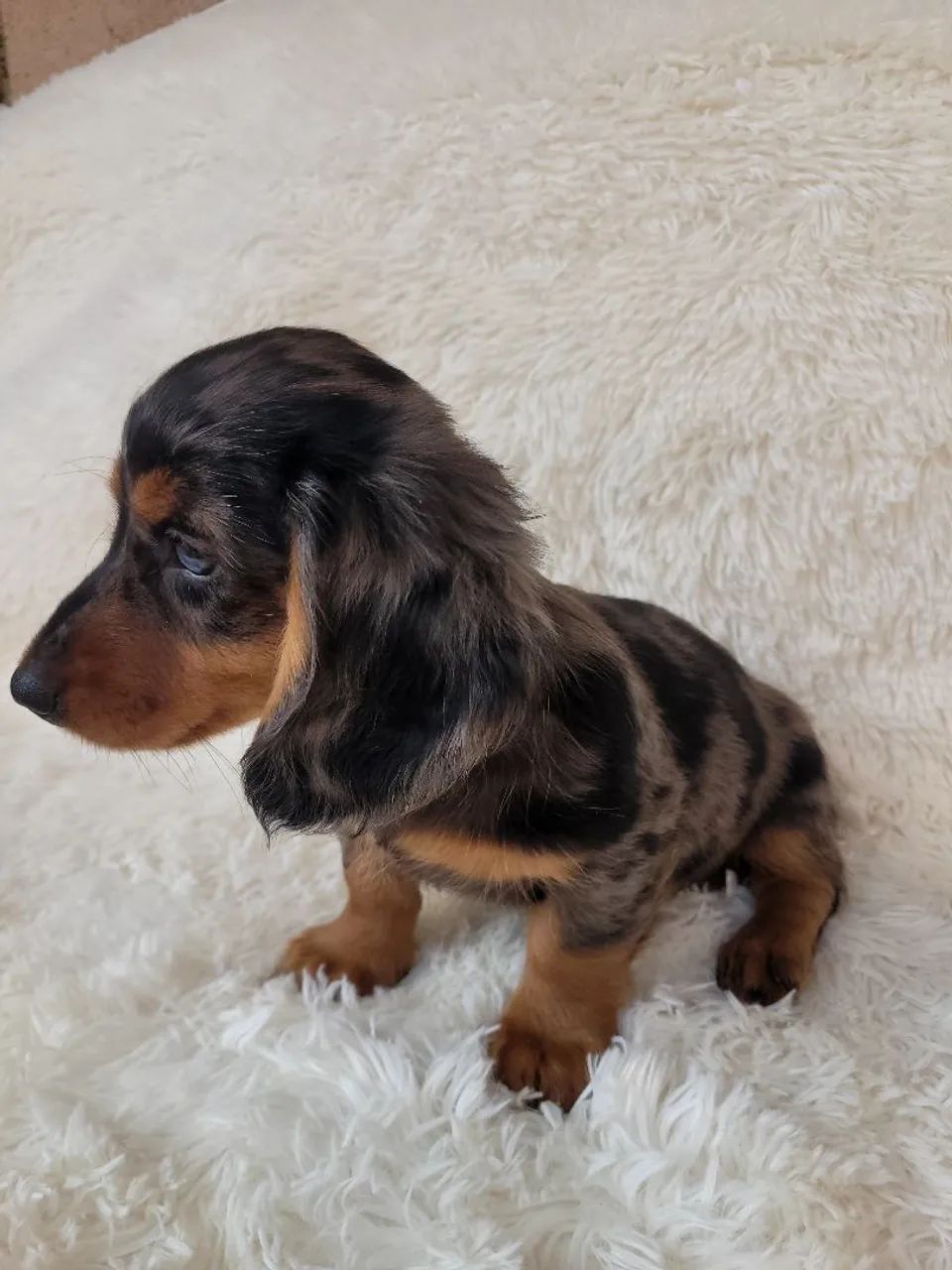 Dachshund Macho Pelo Longo  - Foto 2