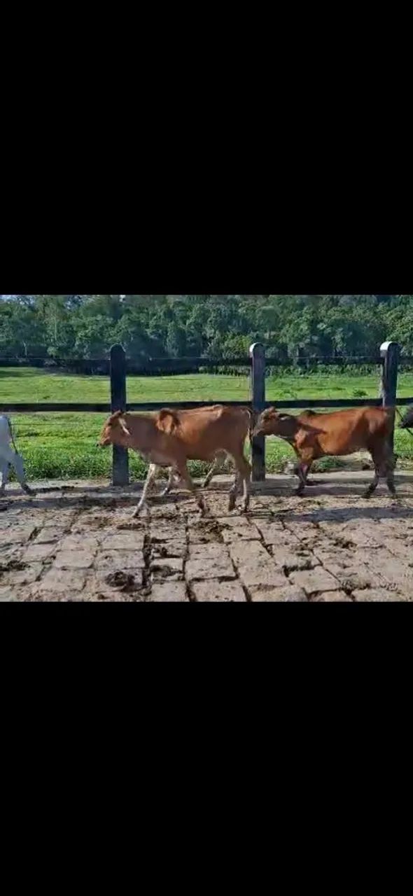 Bezerro luxo Alagoinhas 40 cabeças R$2,500,00