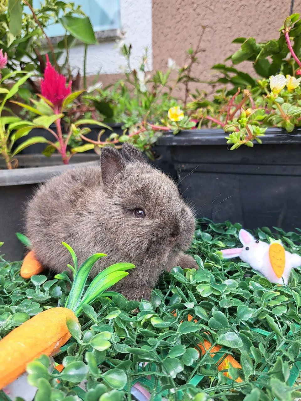 Mini coelhos  - Foto 3