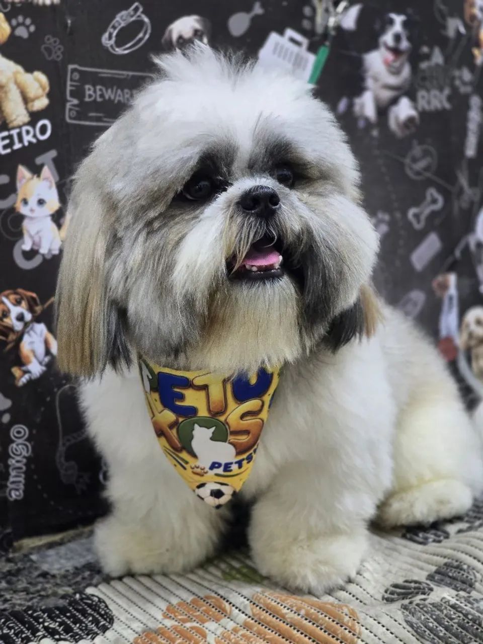 Shih tzu para namorar. Nome Zury  - Foto 2