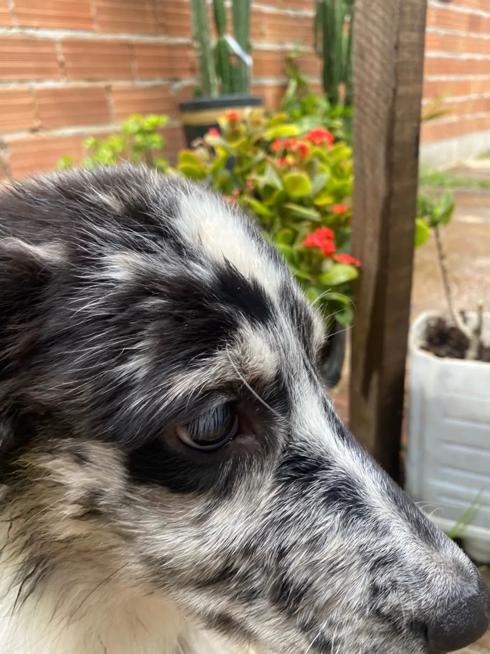 Border collie  - Foto 5