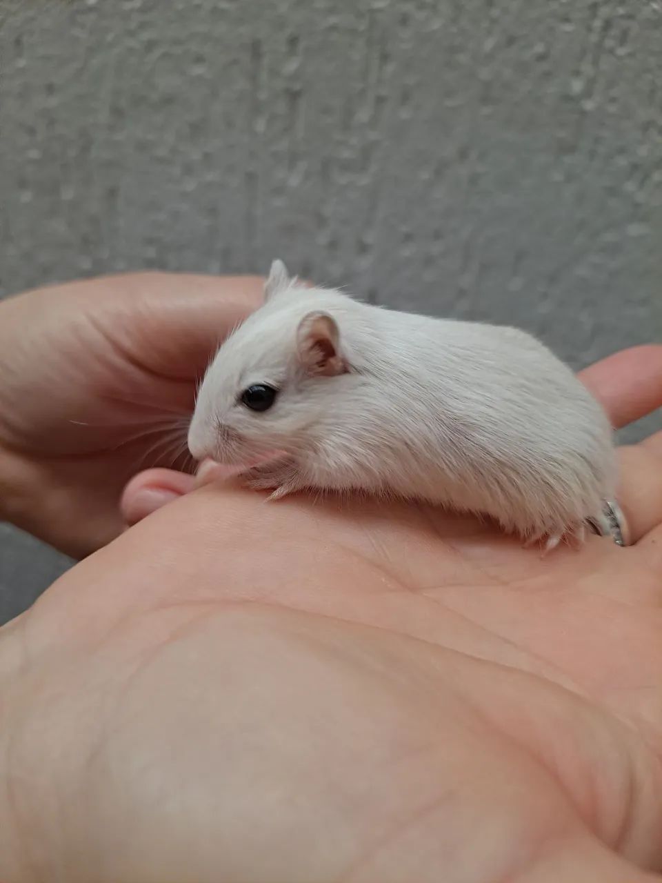 Esquilo da Mongolia Gerbil Polar Fox - Foto 4