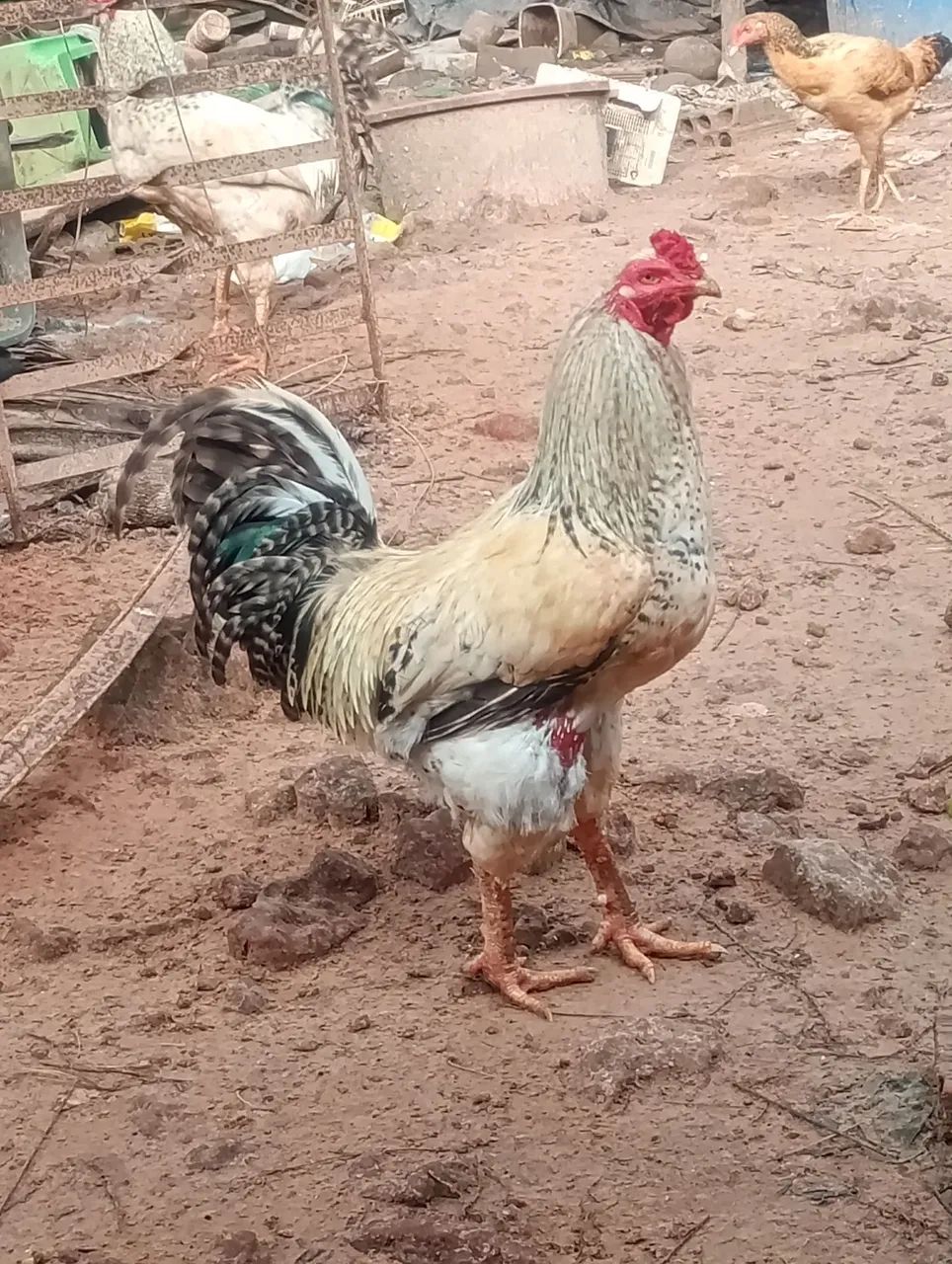 Galos e galinha