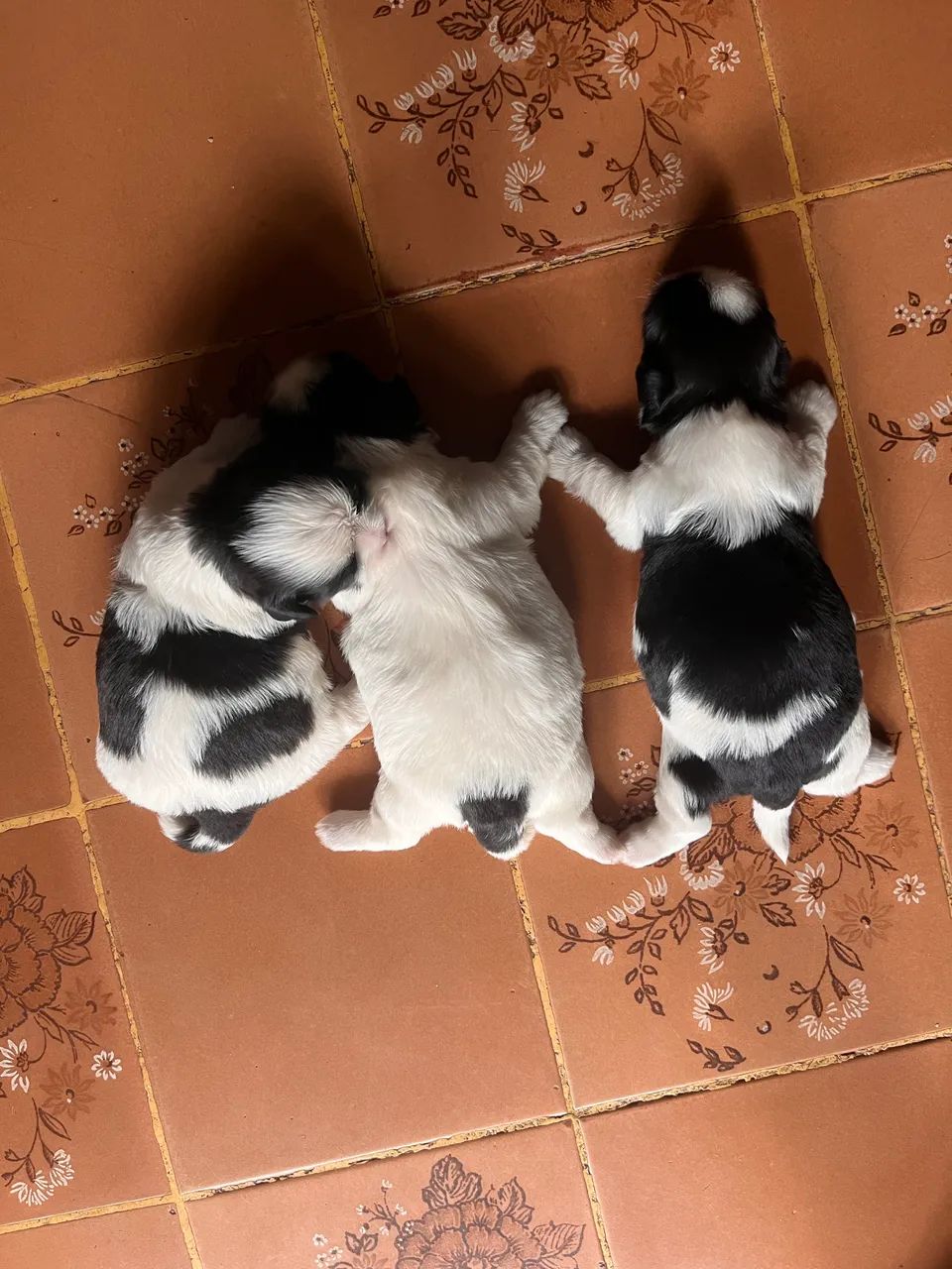 Cachorro