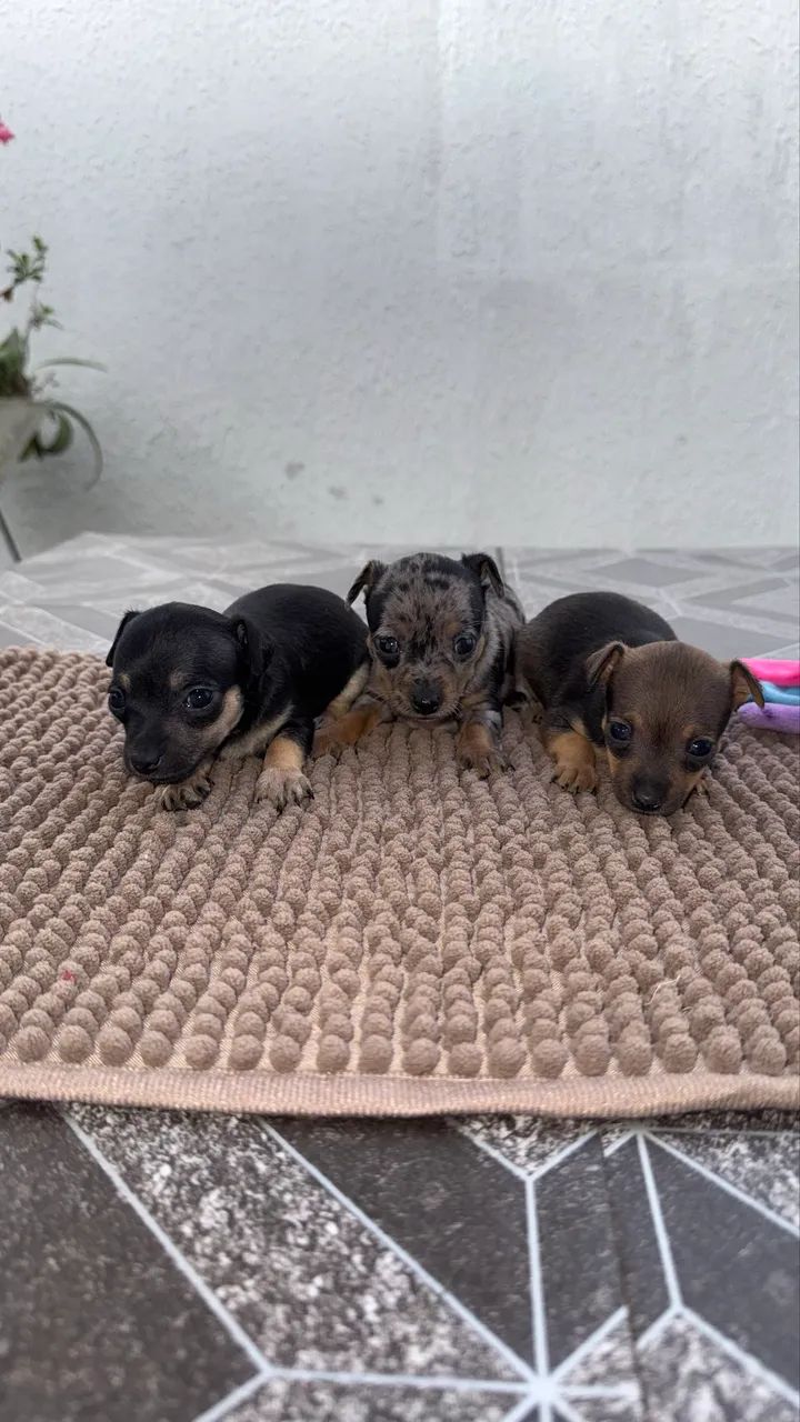 PINSCHERS MINIATURA - Foto 3