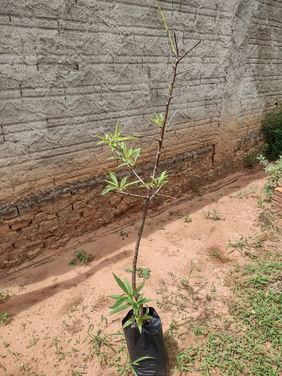 Lote terreno Quitado em Herculândia 242² metros quadrados  - Foto 5
