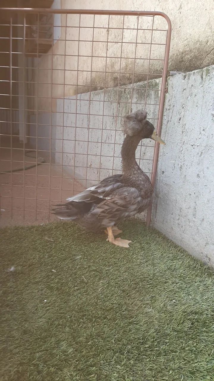 Marrecos.  - Foto 2