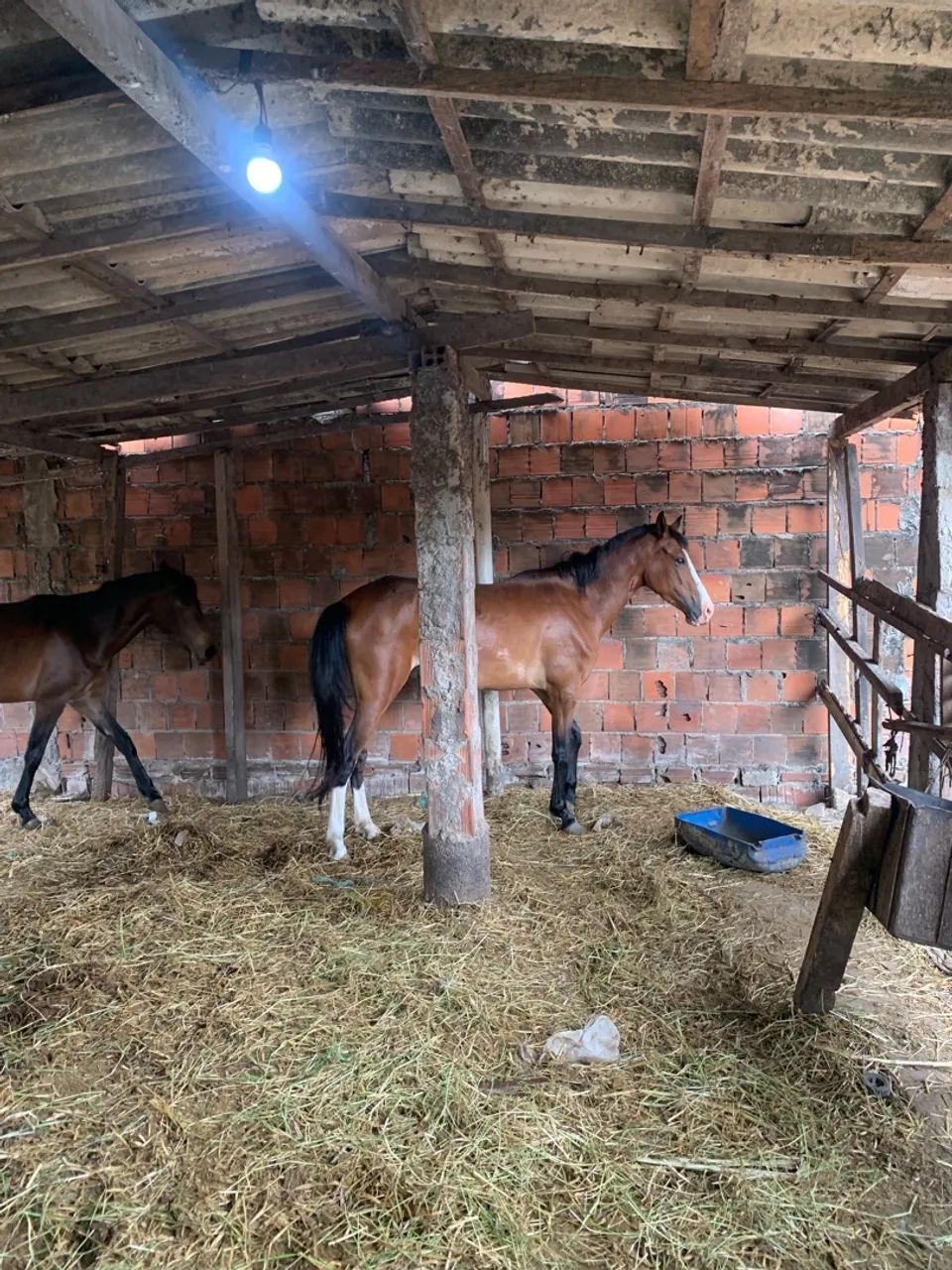 Vendo égua top - Foto 5